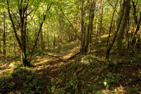 En ljus skog med många lövträd och växtlighet på marken.
