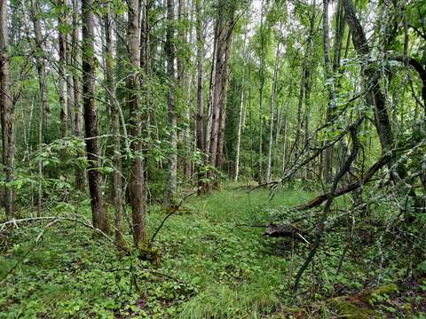 Frodig skog, där det finns mycket undervegetation, aspar och björkar.