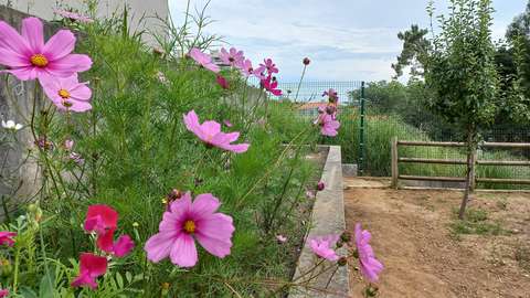 The photo shows pink flowers in a lush flowerbed in Porto, Portugal, and there are trees and a blue sky in the background.