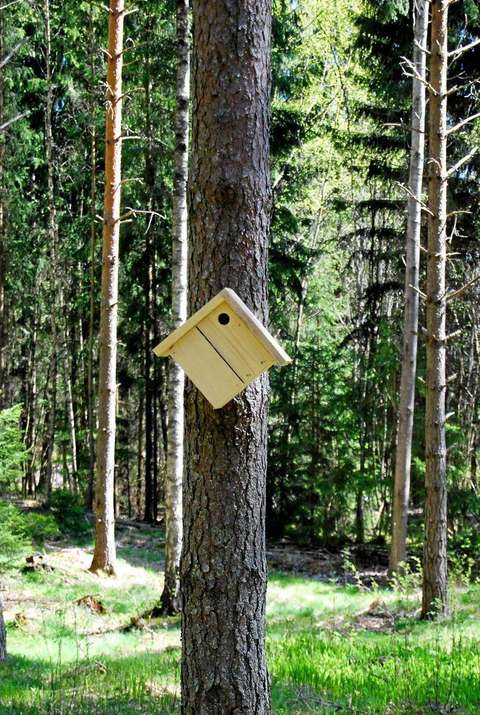 Ett träd i mitten med en fågelholk. I bakgrunden finns skog.