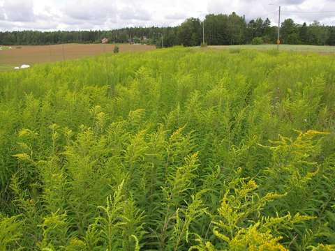 En grön äng där kanadensiskt gullris har tagit över.