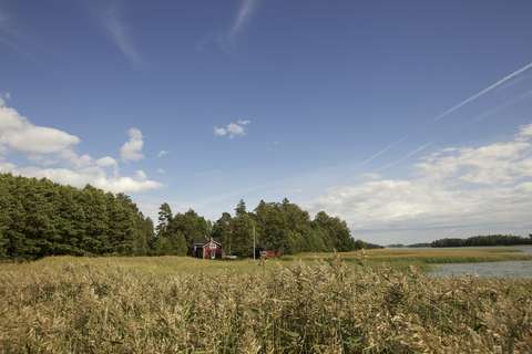 Summer landscape with a field in the foreground and two red buildings and a flagpole in the background. There are reeds and water on the right side of the picture.