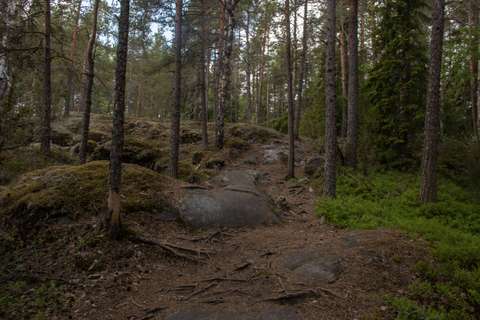 Forest path the surface of which has worn enough to reveal the underlying rock and roots
