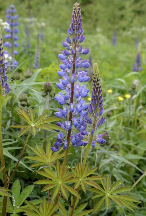 Blomsterlupinen och gräs.