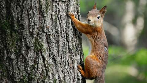Orava kiipeilee puunrungolla.