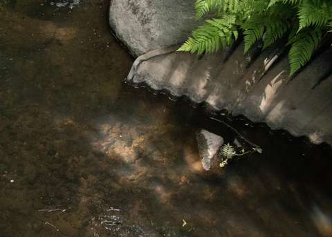 En bäck och ormbunkar ovanifrån.