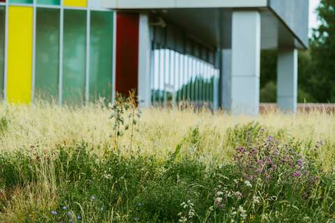 Kaupunkiniitty kerrostalon edustalla.