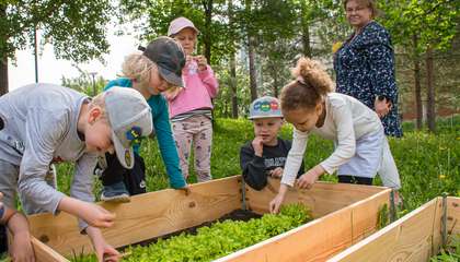 Children eating lettuce they grew themselves. 