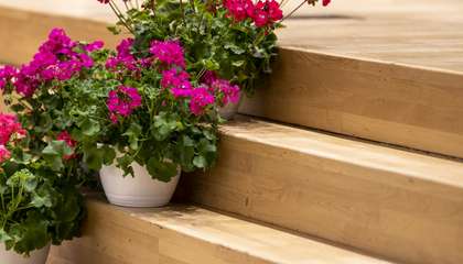 Punaisia ja pinkkejä pelargoniakukkia puisilla rappusilla ruukuissa.