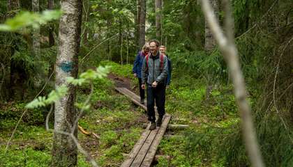 Kolme henkilöä kävelee pitkospuita pitkin metsän keskellä.