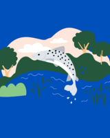 Taimen hyppää purosta.