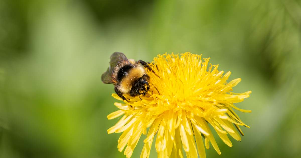Jokainen meistä voi omalla toiminnallaan turvata luonnon monimuotoisuutta. Tälle sivulle on koottu vinkkejä siitä, kuinka sinä voit turvata luonnon...