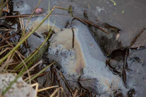 En närbild av vattenytan som visar en konstig brun och grå vätska.