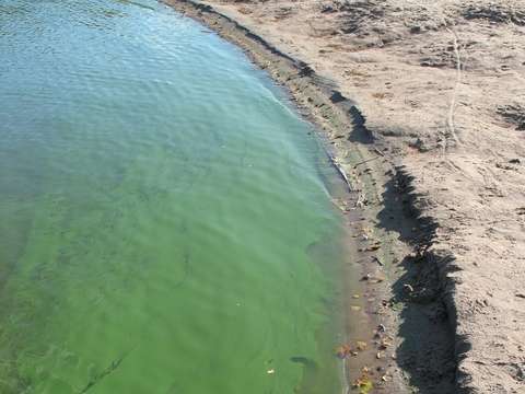 Gröna alger i vattnet på badstranden.