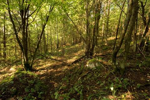 En skog av hasselbuskar.