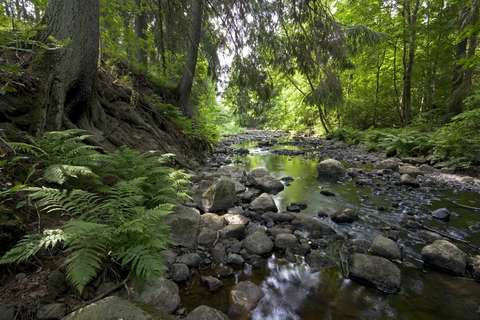 Ett ålandskap med frodig vegetation och en bäck med stenar.