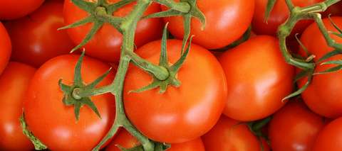 Punaisia terttutomaatteja