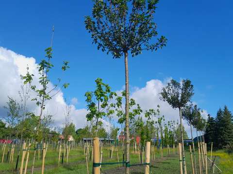 Plantskola med flera rader små träd med stöd under en klar och blå himmel. Träden växer på olika höjder och stöds av träpålar.