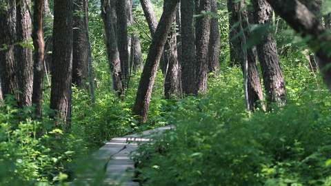 Slingrande spångar i naturen