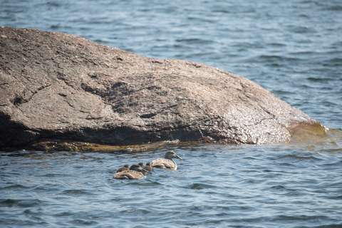 Ett havslandskap med en klippa och en ejderhona med sina ungar.