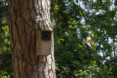 Puuhun kiinnitetty linnunpönttö, josta on juuri lentänyt ulos kirjosiepponaaras.