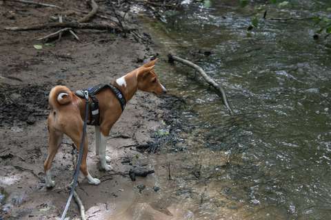 Basenji, joka seisoo veden äärellä.