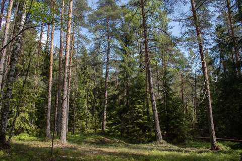 Metsää, jossa on eri lajisia ja ikäisiä puita.