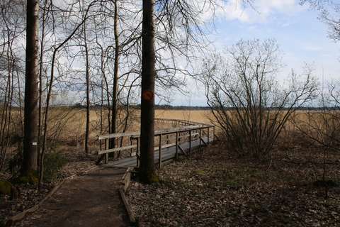 Puiden lomassa kulkeva polku, joka jatkuu leveänä pitkospuureittinä kaislikossa.