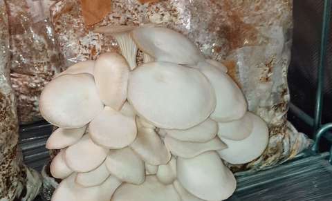 A white mushroom cluster on the side of the plastic bag.