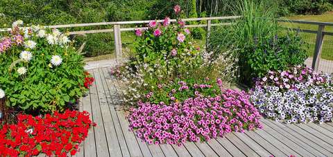 Erivärisiä kesäkukkia.