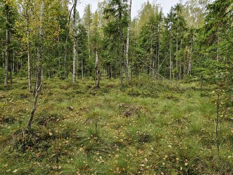 Landscape photo of a mire with lush forest behind it.