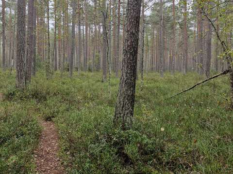 An open forest with a path through it.