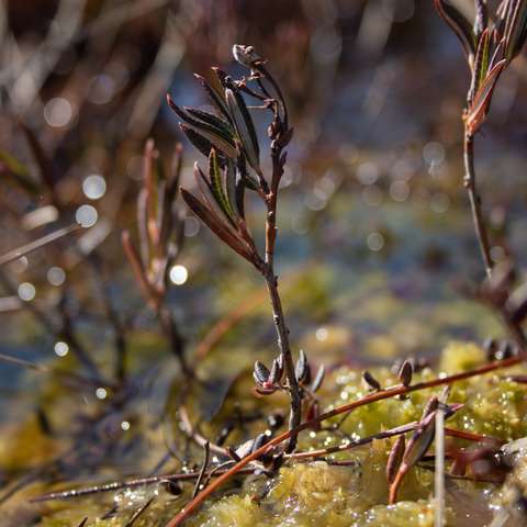 Close-up photo of a low-growing plant.