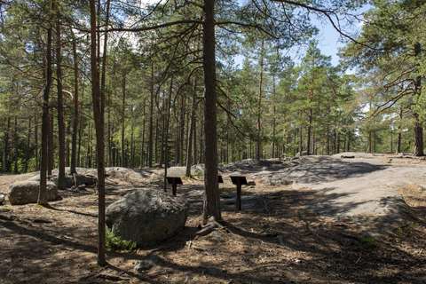 Kuvassa on tasaista ja sileää kalliota mäntymetsässä.