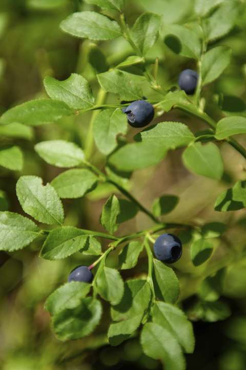 Kuvassa on mustikanvarpu ja mustikoita.
