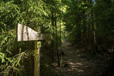 Kuvassa on kuusimetsässä kulkeva luontopolku.