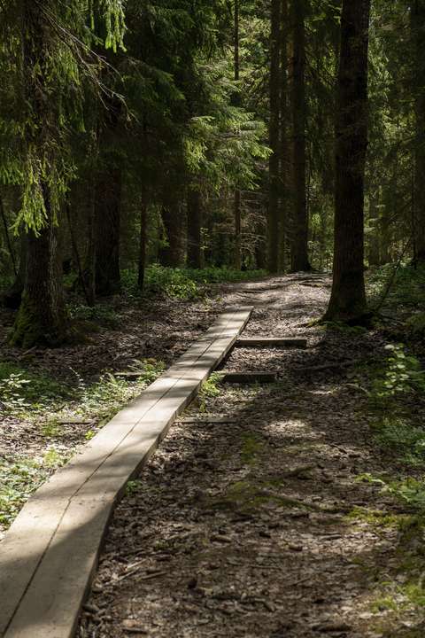 Kuvassa on vanhaa kuusimetsää ja siellä kulkeva pitkospuureitti.