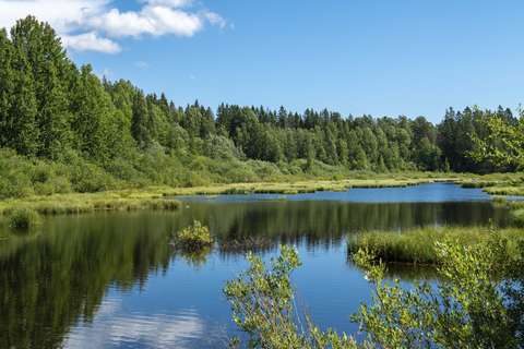 Kuvassa on Mössenkärr-suolampi ja sen reunalla olevaa metsää.