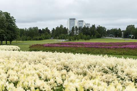Kuvassa näkyy Leimuniitylle istutettuja valkoisia ja vaaleanpunaisia jaloangervoja, joita on istutettu n. 5000 kpl. Taustalla näkyy nurmikenttää ja kerrostaloja. 
