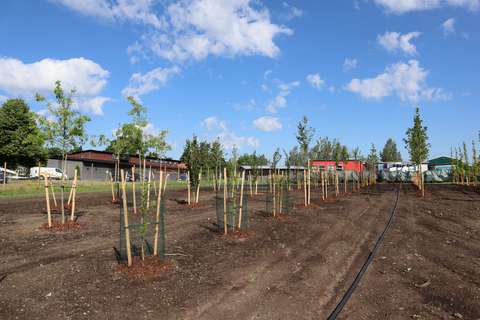 Puuntaimia riveissä ja taustalla erilaisia rakennuksia.