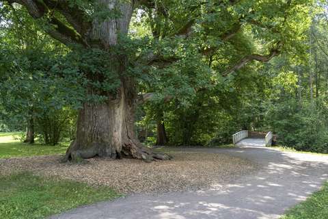 Keskellä kuvaa on Träskändan kartanopuiston yksi suurimmista tammista. Kuvan oikeassa reunassa on puistoraitti ja taustalla näkyy Kvarnbyån ylittävä puinen valkoinen kävelysilta.