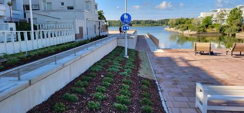På bilden syns Sjötorgets nya översvämningsvallar och låg bergtall, som planterats intill torgets kant.