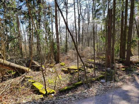 I skogen vid sandvägen syns bitar från den gamla byggnadens stenfot.