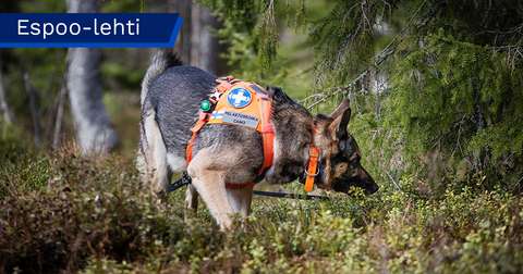 A dog wearing a high-visibility vest is sniffing the ground in the forest.