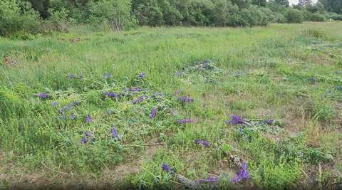 Rensade lupiner på ängen.