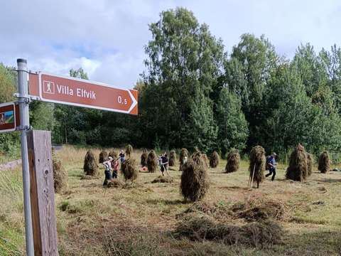 Människor reser höstörar på en äng.