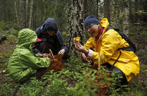 Valokuvassa kaksi aikuista ja lapsi sadetakeissa sieniretkellä.
