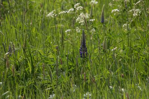 Ängsväxter och mellan dem lupiner.
