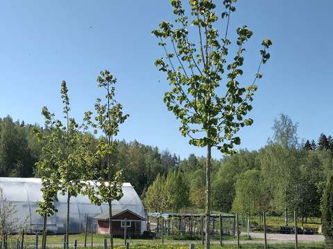 Rows of saplings growing in a field.
