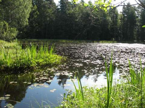 En damm mitt i skogen